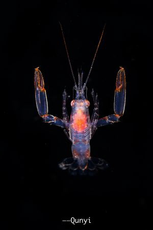 Shot in black water dive. Unknown name. By Nikon z7 + 60m... by Qunyi Zhang 