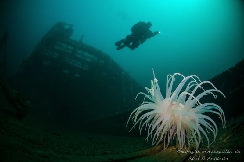 Konsul Carl Fisser WW2 wreck in Ålesund, Norway.
The wre... by Rene B. Andersen 