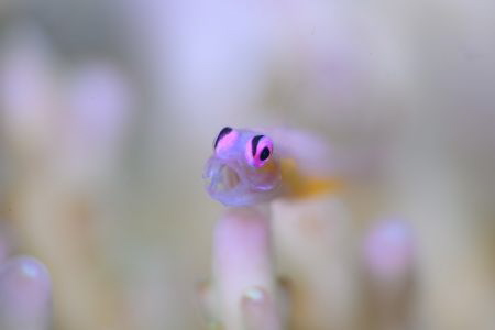 Pink eye goby yawling on the coral. Shot by Nikon Z7 with... by Qunyi Zhang 