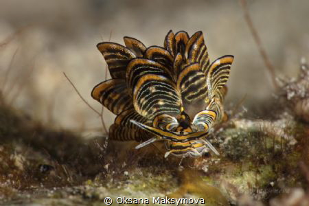 Nudibranch Cyerce nigra by Oksana Maksymova 