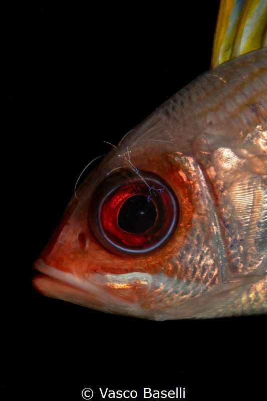 Cleaner shrimp at work on this Big Eye (literally). by Vasco Baselli 