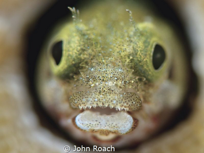 The cirri goatee!!! by John Roach 