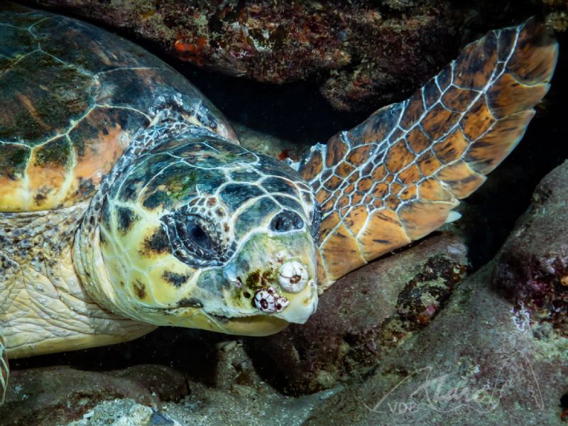 turtlewing by Marc Van Den Broeck 