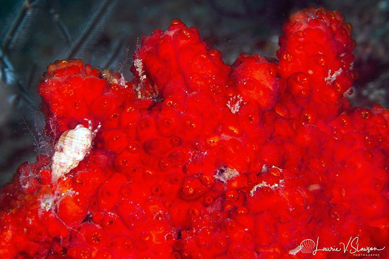 Crab and red coral/Photographed with a 100 mm macro lens ... by Laurie Slawson 