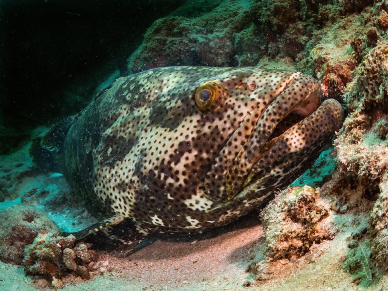 big grupper by Marc Van Den Broeck 