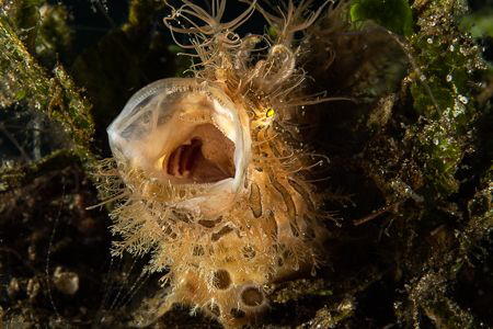 With a bit of patience I managed to catch this yawning Ha... by Ted Timmons 