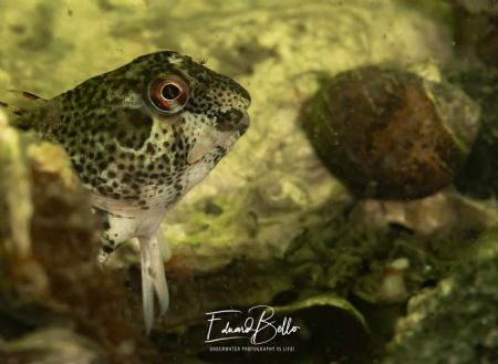 Dutch blenny (steenslijmvis, lipophrys. by Eduard Bello 