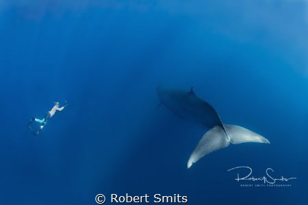 Did you know that Brydeswhales are 12-14 m long and that ... by Robert Smits 