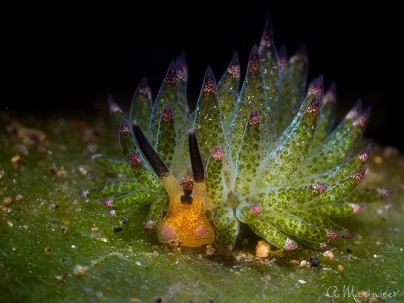 Costasiella kuroshimae 5mm
Tulamben, bali by Aleksandr Marinicev 