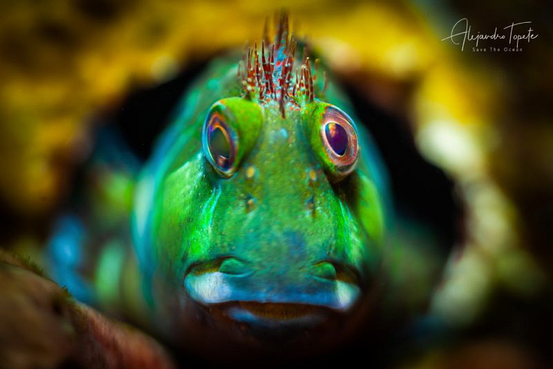 Blenny Green Punk, Isla Lobos Mexico by Alejandro Topete 