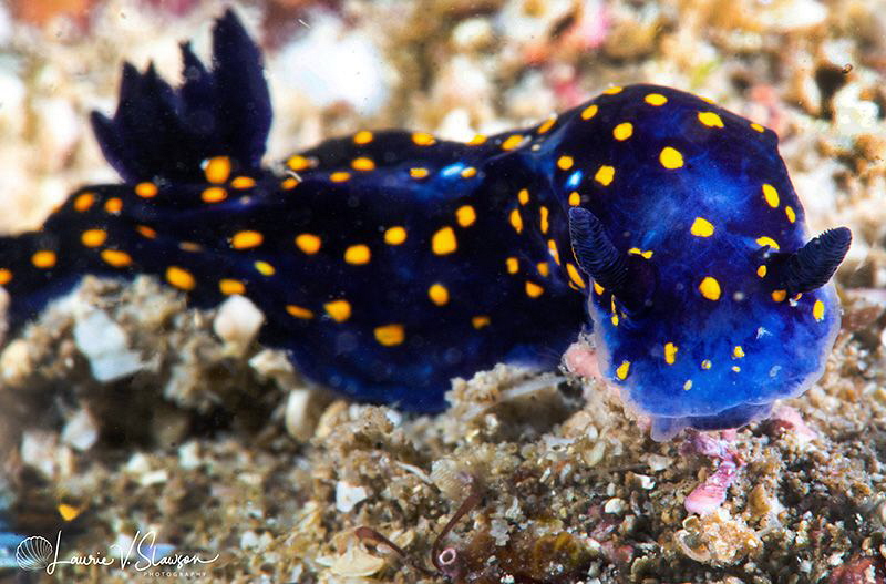 Felimare californiensis/Photographed with a Canon 60 mm m... by Laurie Slawson 
