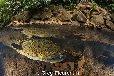 Blue eyes eel by Greg Fleurentin 