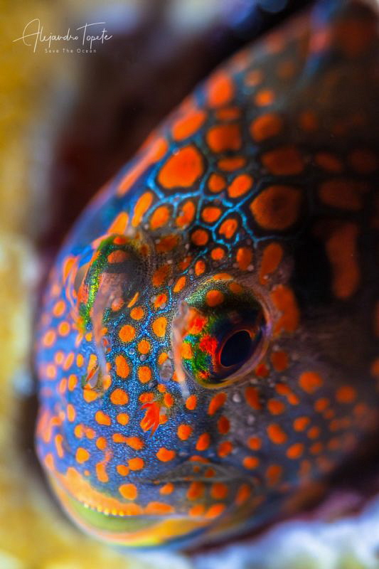 Colorfull blenny, Isla Lobos Mexico by Alejandro Topete 