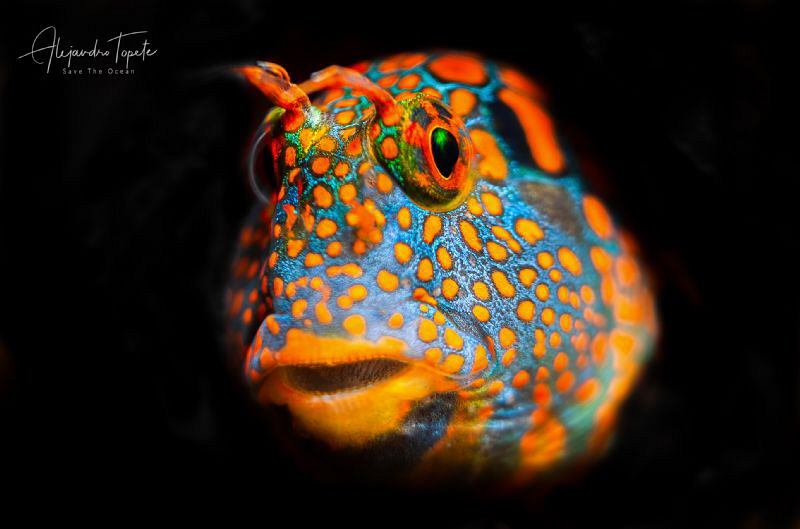 Blenny in Black, Isla Lobos Veracruz by Alejandro Topete 
