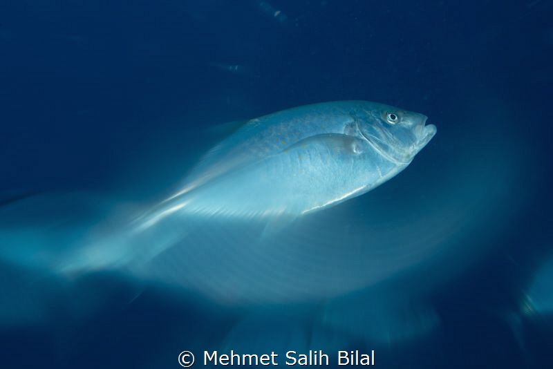 Giant trevally. No photoshop. by Mehmet Salih Bilal 