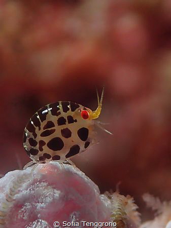 Cyproidea sp. by Sofia Tenggrono 