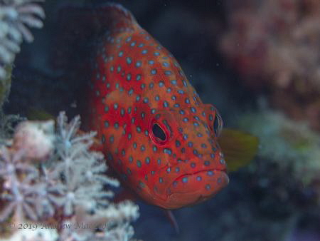 Grumpy fish... by Andrew Macleod 