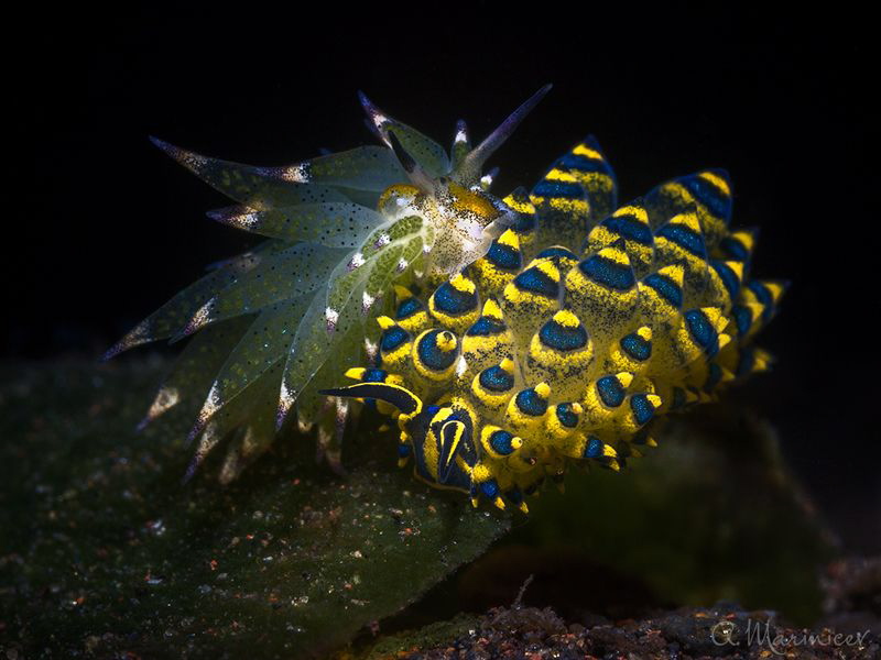 Costasiella kuroshimae vs Stiliger ornatus
Tulamben, Bali by Aleksandr Marinicev 