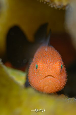 Redhead beard goby. By Nikon z7, 105mm and nauticam housing. by Qunyi Zhang 