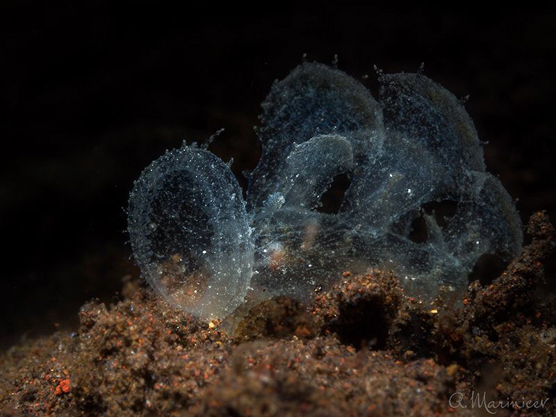 Melibe viridis (juvenile) 
size app. 10mm
Tulamben, Bali by Aleksandr Marinicev 