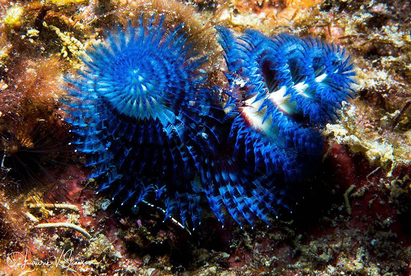 Christmas Tree Worm/Photographed with a 60 mm macro lens ... by Laurie Slawson 