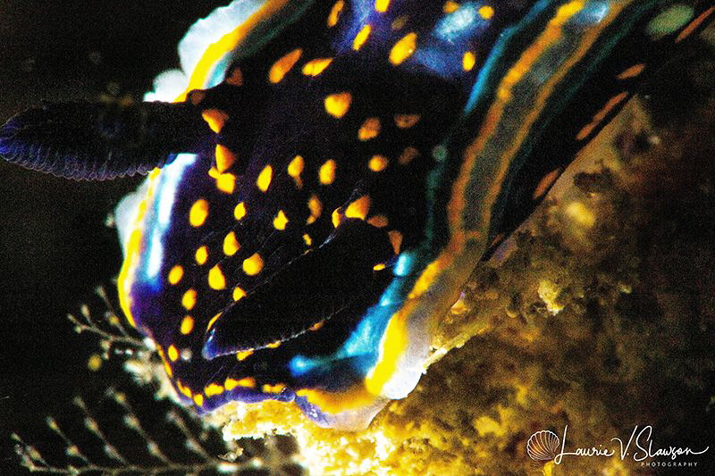Felimare agassizii/Photographed with a 60 mm macro lens a... by Laurie Slawson 