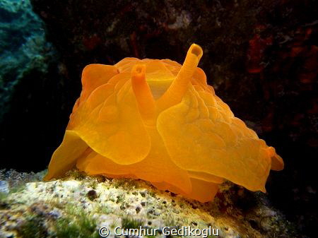Pleurobranchus testudinarius
Orange by Cumhur Gedikoglu 