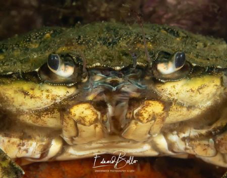Usual beach crab (strandkrab, carcinus maenas) by Eduard Bello 