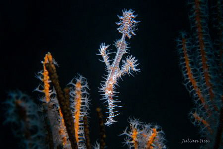 Male ghost pipefish by Julian Hsu 