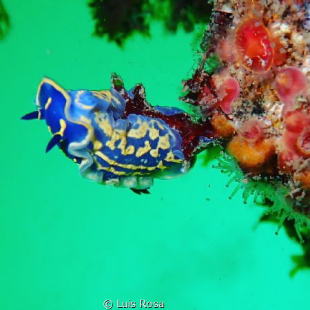 14m.19°.45mn.dive by Luis Rosa 