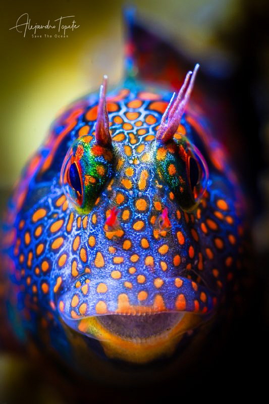 Colorfull Blenny, Plataforma Tiburon Mexico by Alejandro Topete 