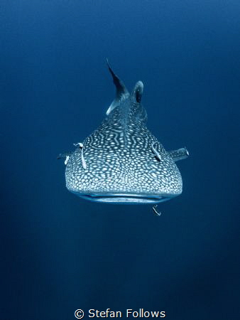Teardrop

Whale Shark - Rhincodon typus

Sail Rock, T... by Stefan Follows 