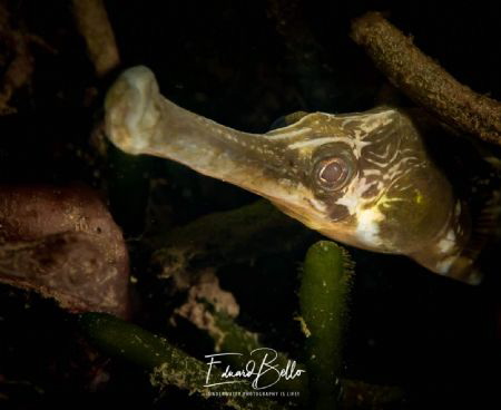 Large Sea needle (grote zeenaald, syngnathus acus) by Eduard Bello 