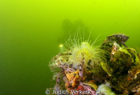 Nice diving spot lots of lobsters, crabs and sometimes fish. by Judith Verkerk 