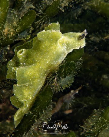 Green weed nudibranch (groene wierslak, Elysia viridis) by Eduard Bello 