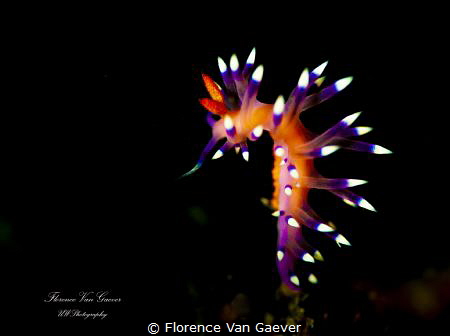 Flabellina, pic taken with snoot by Florence Van Gaever 