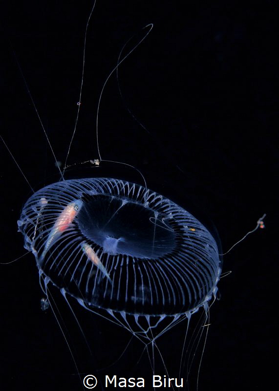 2 finish at home in a jelly fish by Masa Biru 