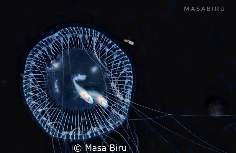 jelly fish house by Masa Biru 