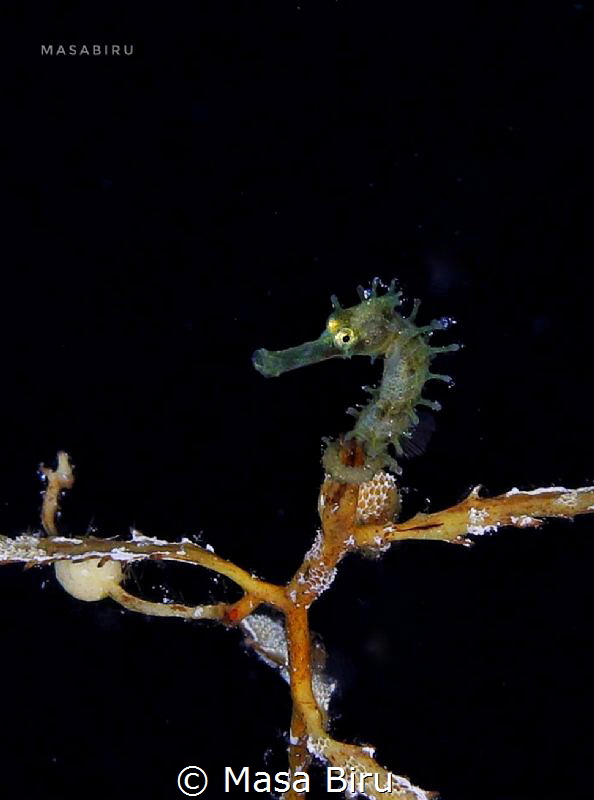sea horse by Masa Biru 