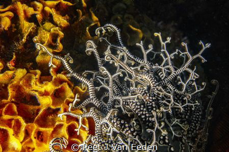 Reaching for Gold

Basket star's arms stretching out on... by Peet J Van Eeden 