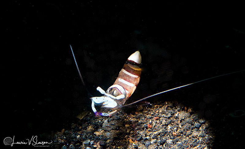 Shrimp/Photographed with a Canon 60 mm macro lens at Lemb... by Laurie Slawson 