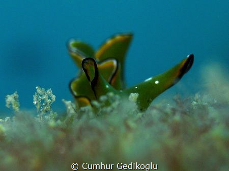 Elysia ornata by Cumhur Gedikoglu 