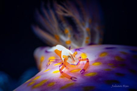 Periclimenes imperator by Julian Hsu 