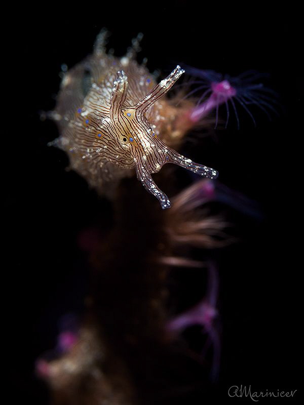Blue Dot Sea Hare
Tulamben, Bali by Aleksandr Marinicev 