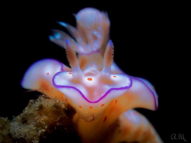 Hypselodoris
Tulamben, Bali by Aleksandr Marinicev 