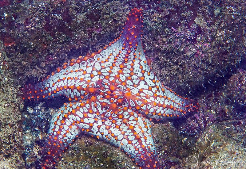 Couch Potato Sea Star/Photographed with a Canon 60 mm mac... by Laurie Slawson 