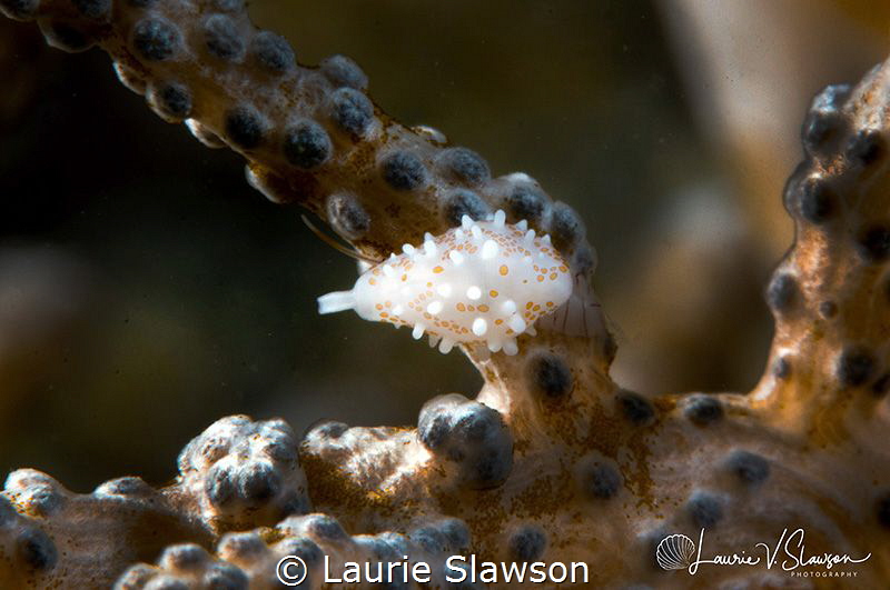 Margined Egg Cowrie/Photographed with a Canon 60 mm macro... by Laurie Slawson 