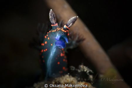 Nudibranch Nembrotha milleri, juvenile
 by Oksana Maksymova 