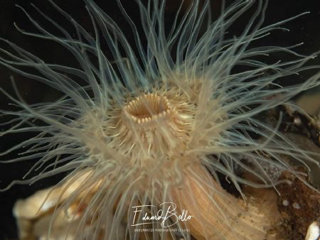 Weduweroos, sagartiogeton undatus by Eduard Bello 