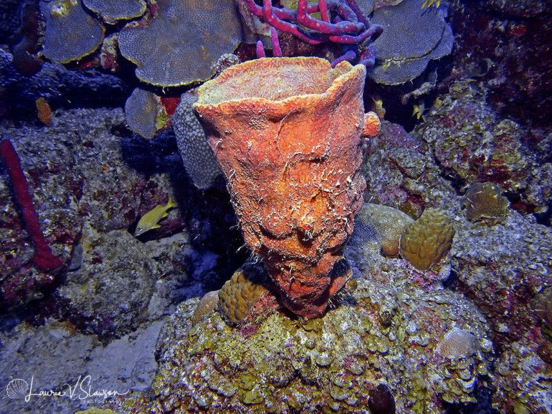 Nassau Garden/Photographed with a Canon G11 at Nassau, Ba... by Laurie Slawson 